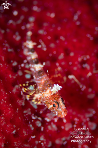 A Goby on Touch-me-not sponge