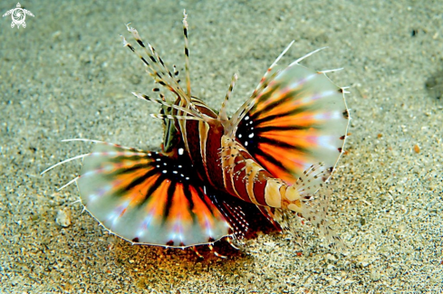 A lion fish