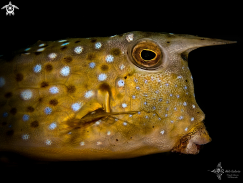 A Longhorn Cowfish