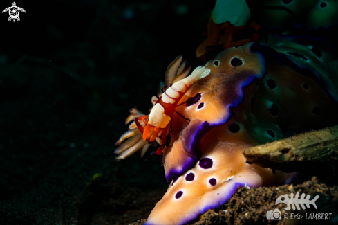 A Periclimenes imperator | Commensal Emperor shrimp