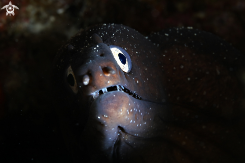 A Moray eel