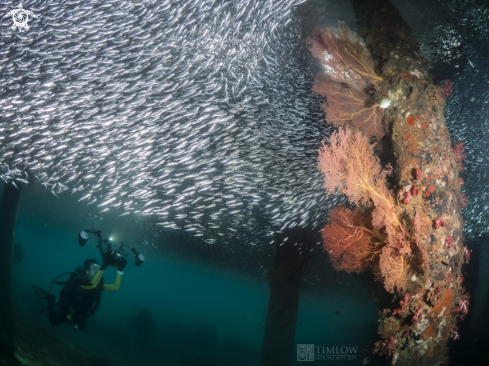 A Soft corals and Anchovies