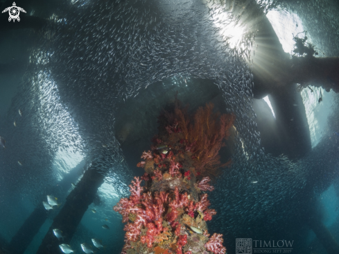 A Soft corals and Anchovies