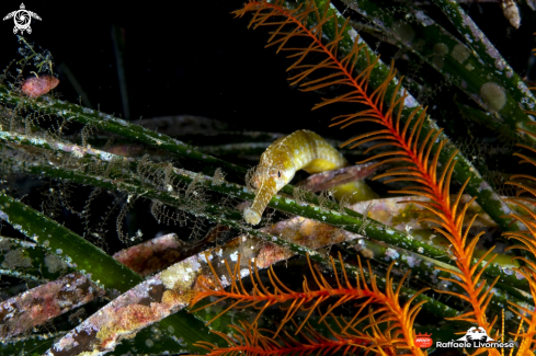 A Pipefish