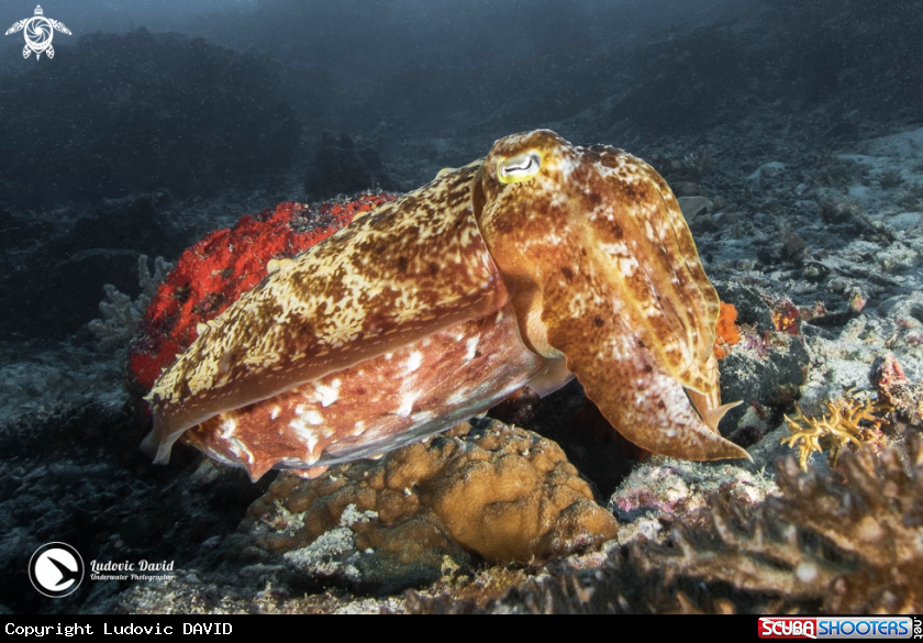 A Broadclub Cuttlefish