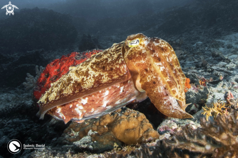 A Sepia latimanus | Broadclub Cuttlefish