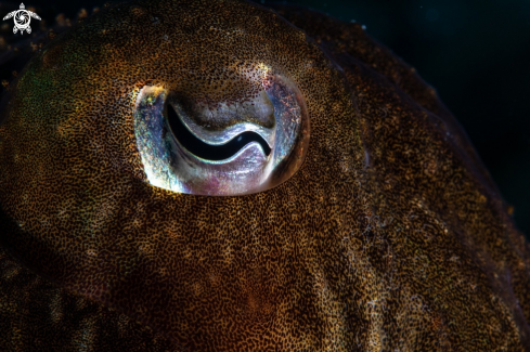 A Cuttlefish