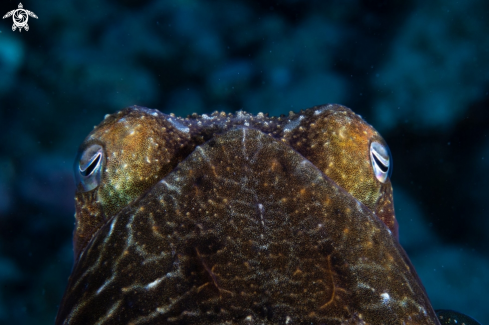 A Cuttlefish