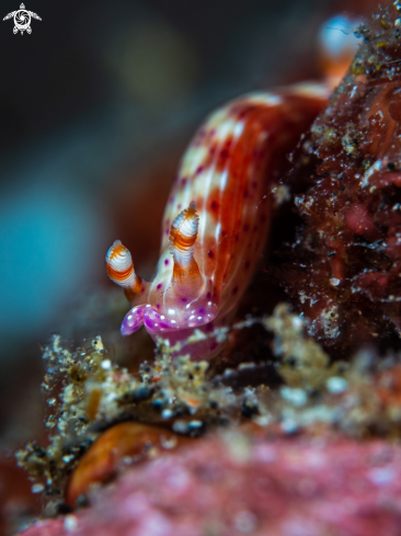 A Nudibranch