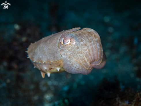 A Reef Cuttlefish