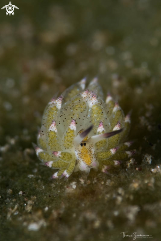 A Nudibranch 