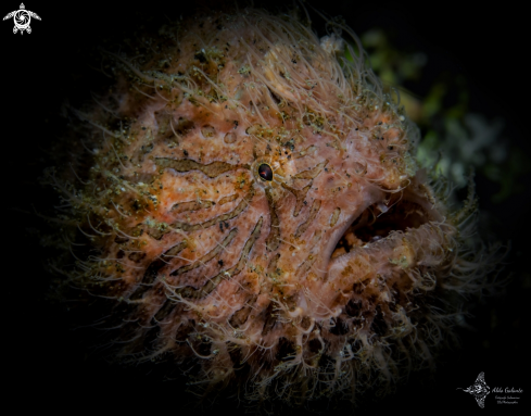 A Hairy Frogfish