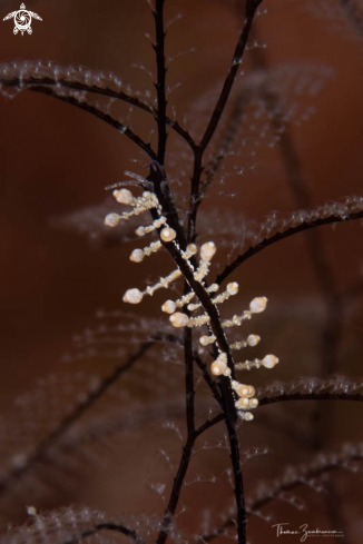 A Nudibranch 