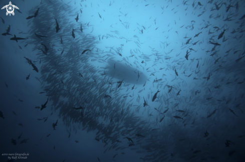 A Cocos | Cocos Island