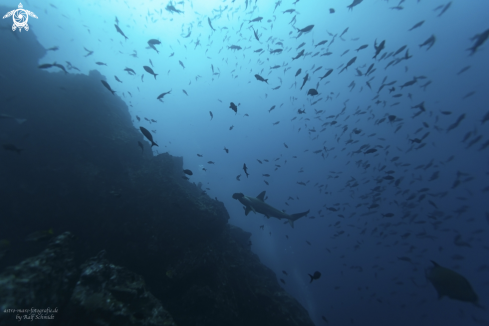 A Cocos Island