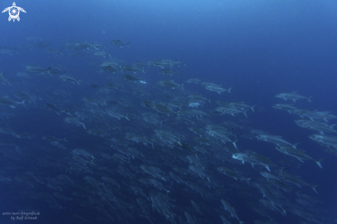 A Cocos | Cocos Island