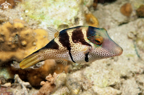 A toby puffer fish