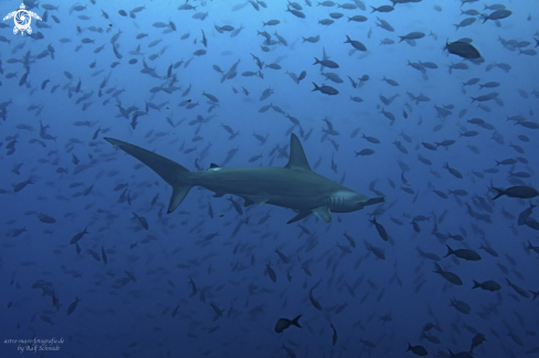 A Cocos | Cocos Island