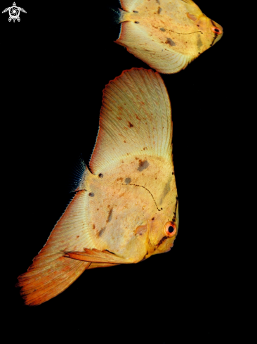 A Ogcocephalus darwini | Bat Fish