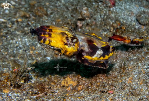 A Flamboyant Cuttlefish