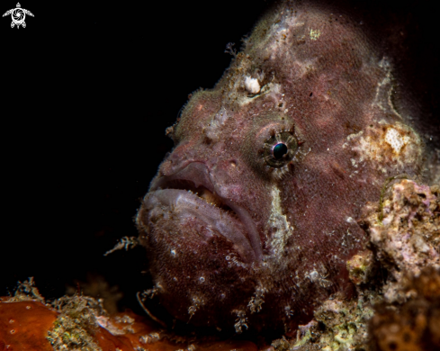 A Painted frogfish