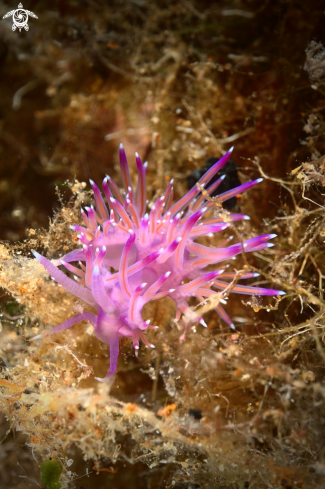 A Flabellina affinis | Nudibranch