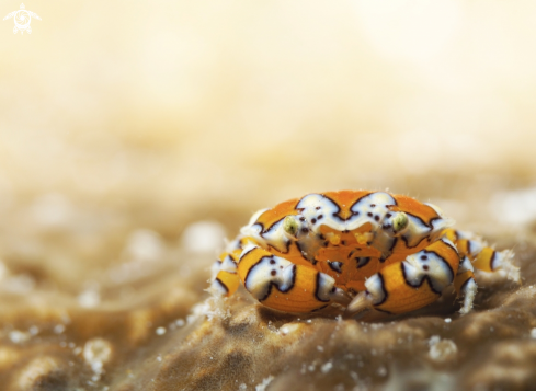 A Platypodiella spectabilis | Gaudy clown crab
