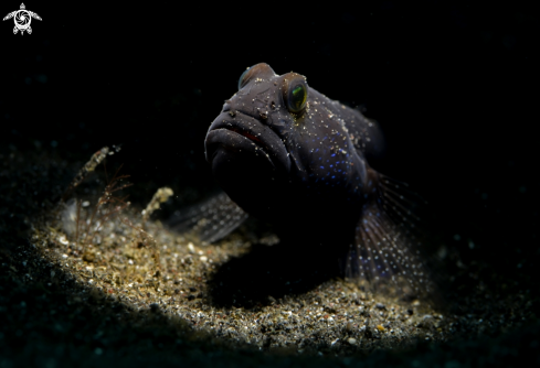A Blu -speckled Goby