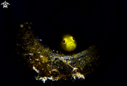 A Gold goby | Gold goby