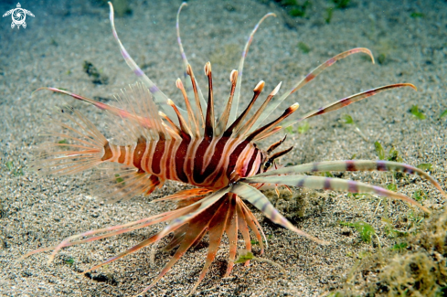 A lion fish