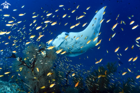 A Manta birostris | Manta birostris