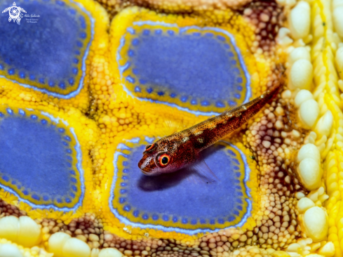 A Whip Coral Goby on a Sea Star