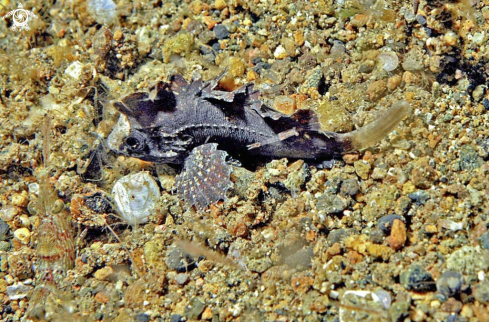 A reef fish