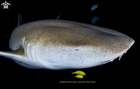 A Nurse shark