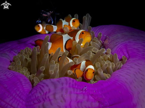 A Clownfishes with anemone shrimps
