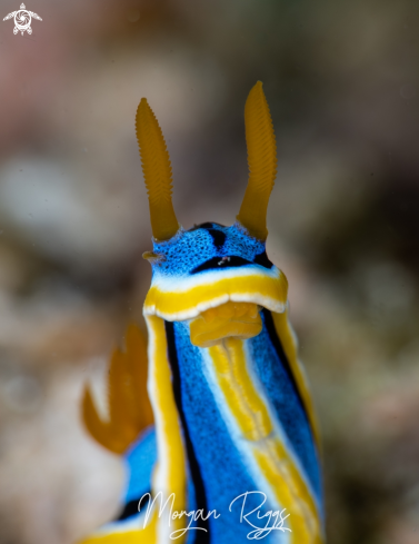 A Chromodoris Annae