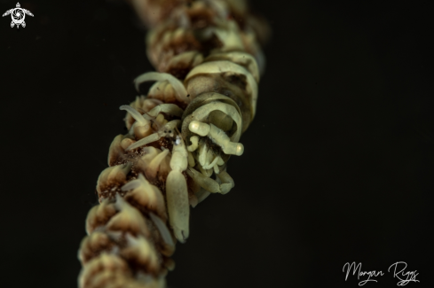 A Ankers Whip Coral Shrimp