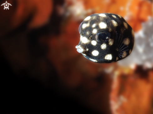 A Lactophrys bicaudalis | Spotted Trunk Fish