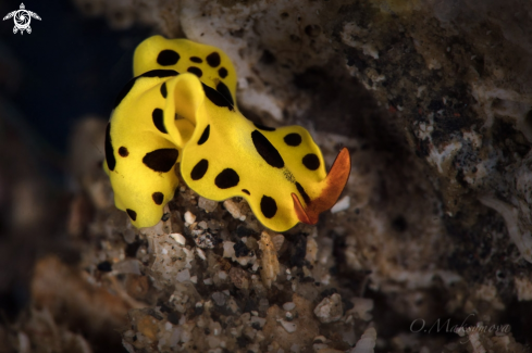 A Flatworm Eurylepta sp.