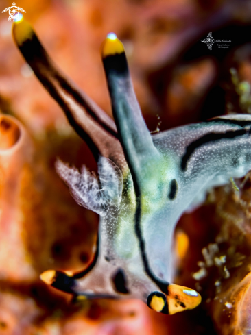 A Pikachu Nudibranch