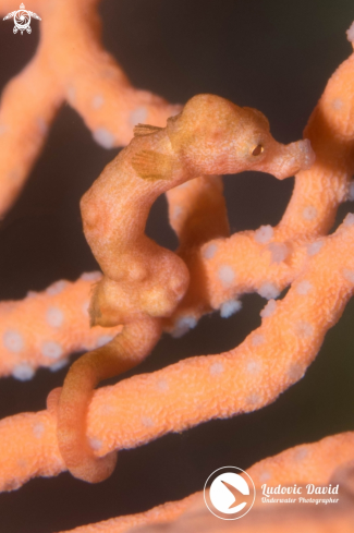 A Denise Pygmy Seahorse