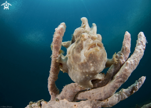 A Frogfish