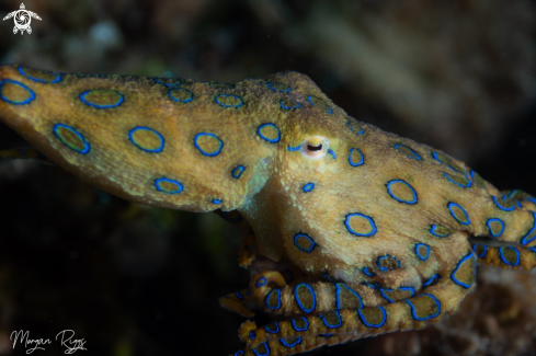 A Blue ringed Octopus