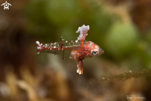 A Juvenile Fish 