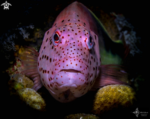 A Black-sided Hawkfish 