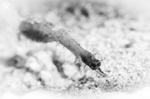 A  Acentronura breviperula | pipefish