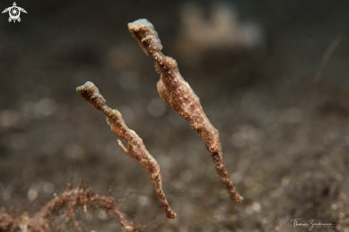 A Ghostpipefish 