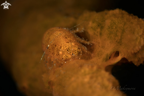 A Cryptic Sponge Shrimp (Gelastocaris paronae)