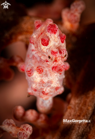 A Bargibanti pigmy sea horse