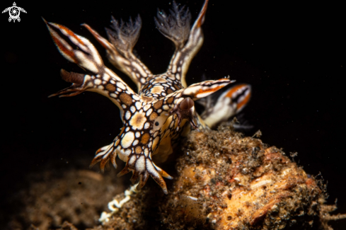 A Bornella anguilla